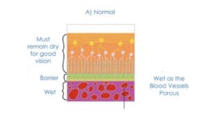 Diagram showing the macula in the centre of the retina, responsible for detailed vision such as reading, recognising faces and watching television.